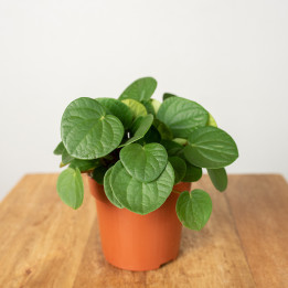 Peperomia 'Rana Verde' | Tomaszewski