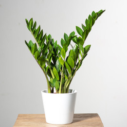 Zamiokulkas | Zamioculcas zamiifolia