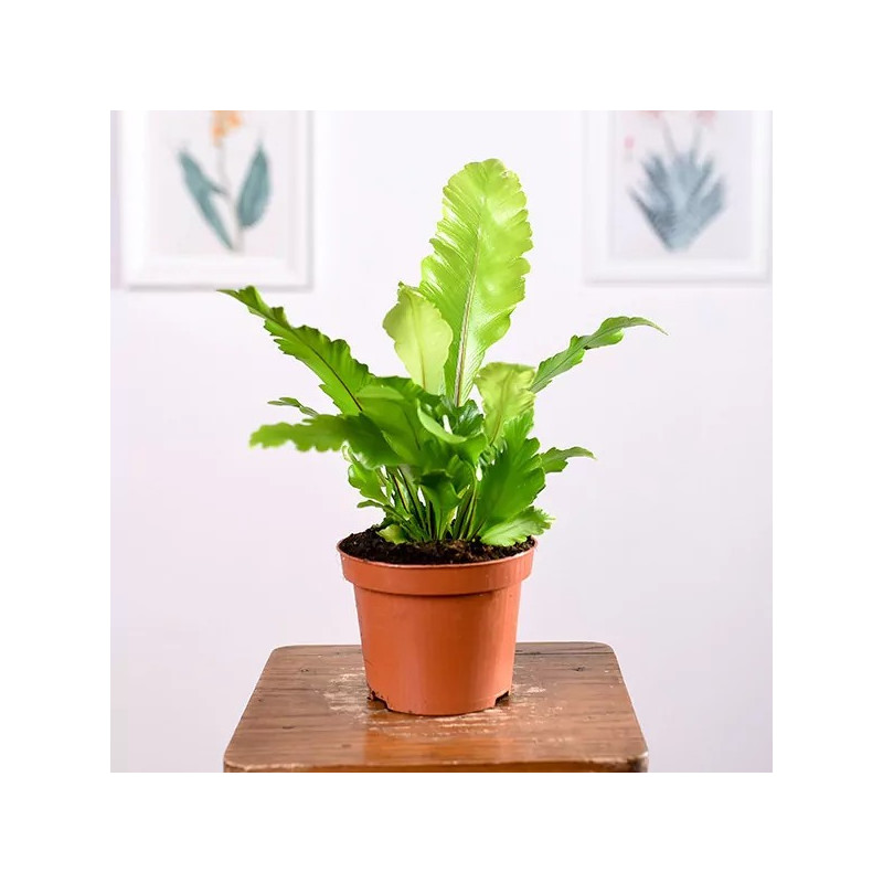 Asplenium 'Campio' | Małe