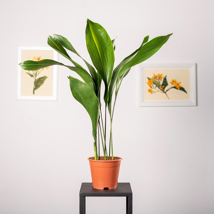 Aspidistra | Tomaszewski