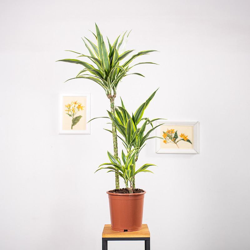 Dracena 'Lemon Lime' | Duża