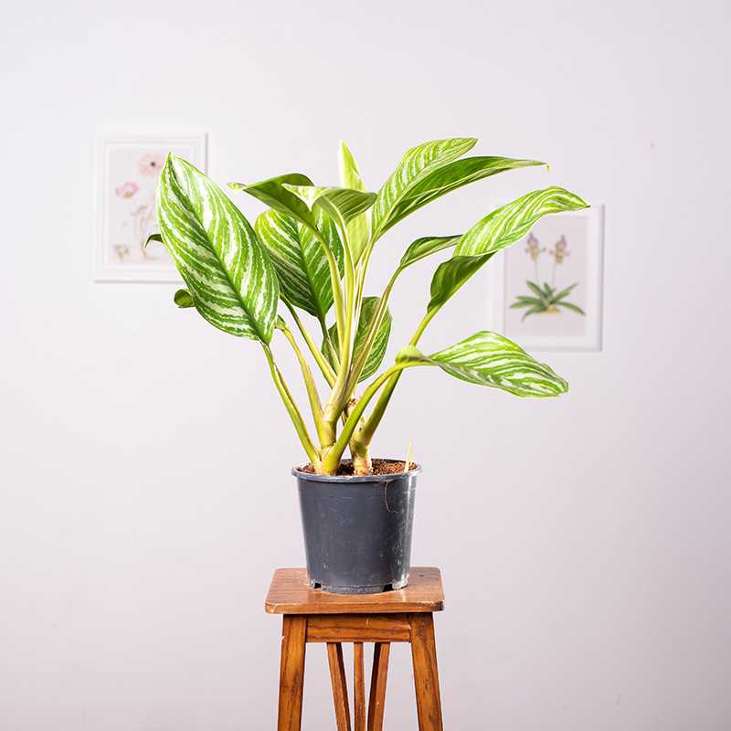 Aglaonema 'Stripes' | Duża