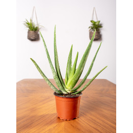 Aloes leczeniczy 'Aloe Vera' doniczkowy