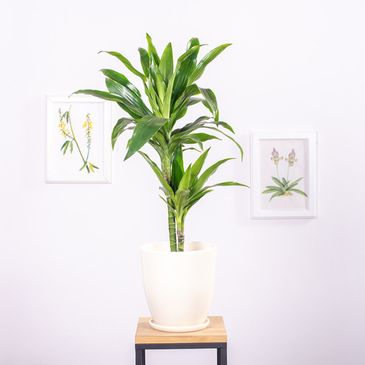 Dracena 'Janet Craig' | Tomaszewski