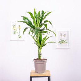 Dracena 'Janet Craig' | Tomaszewski