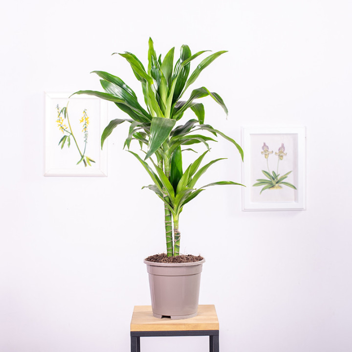 Dracena 'Janet Craig' | Tomaszewski