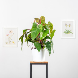 Filodendron 'Red Emerald' | Tomaszewski