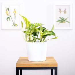 Epipremnum 'Marble Queen'