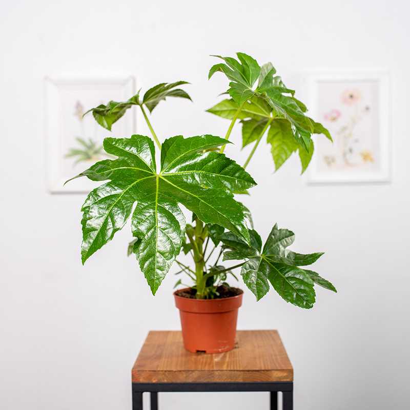 Fatsja japońska | Mała