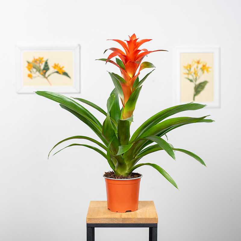 Guzmania 'Allura'