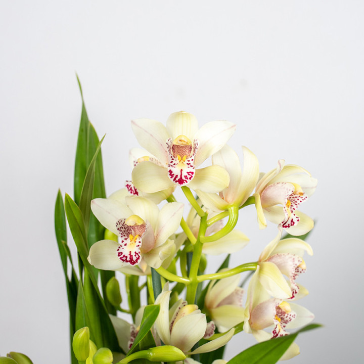 Storczyk cymbidium | Tomaszewski