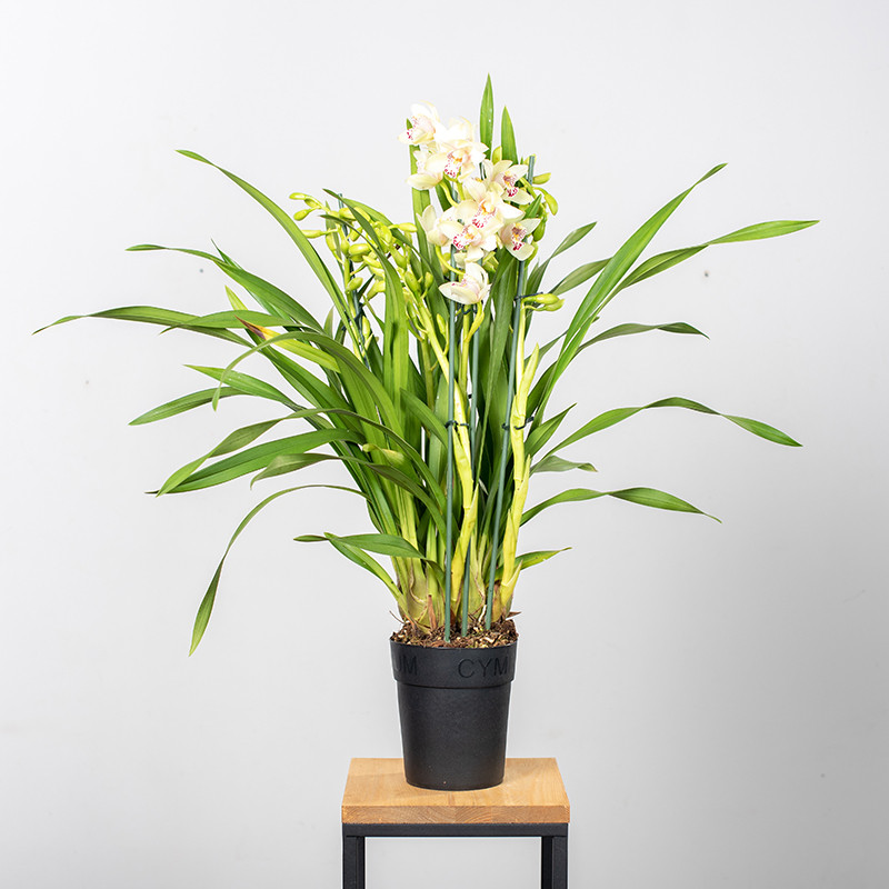 Storczyk cymbidium