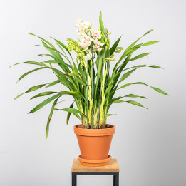 Storczyk cymbidium | Tomaszewski