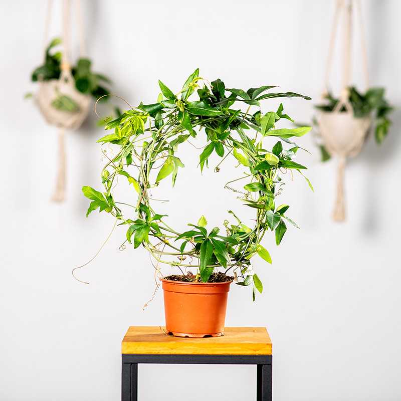 Passiflora