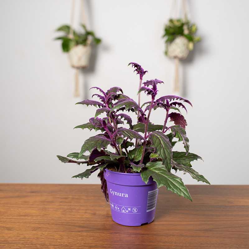 Ginura pomarańczowa