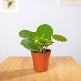 Pilea peperomiowata - Pieniążek | Tomaszewski