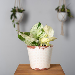 Epipremnum 'Happy Leaf' | Tomaszewski
