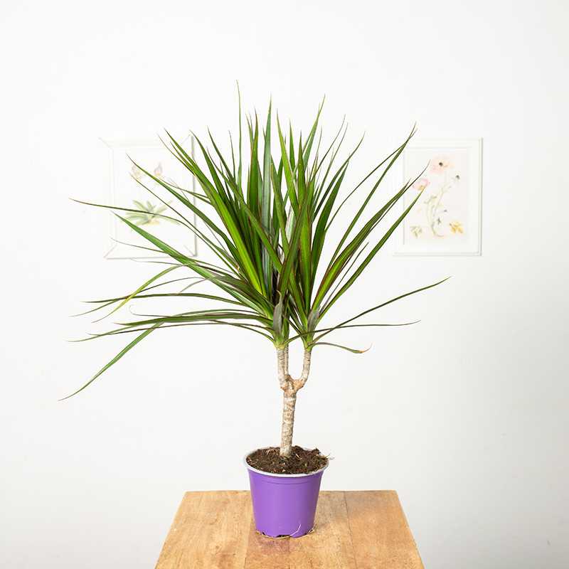 Dracena 'Green' | 1 Pęd