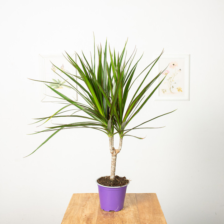 Dracena 'Green' 1 Pęd | Tomaszewski
