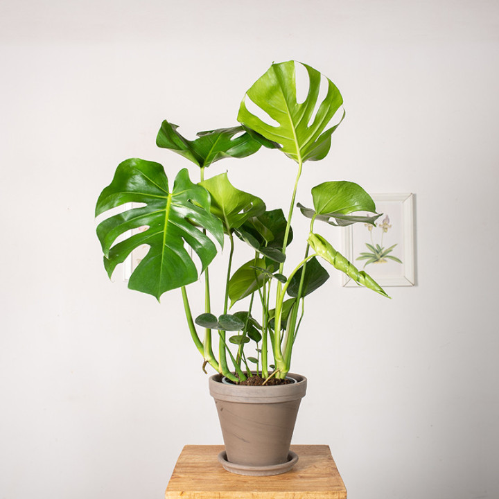 Monstera Dziurawa | Tomaszewski