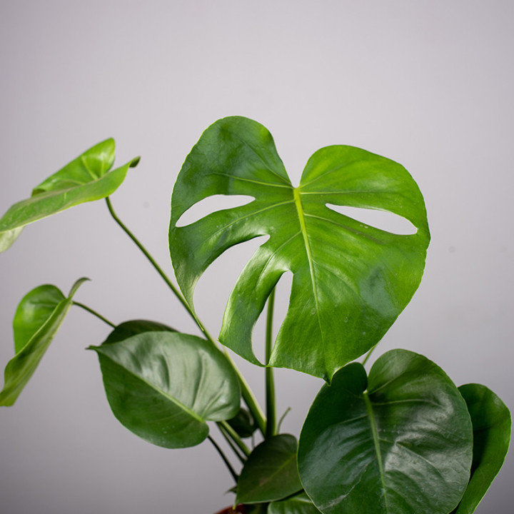 Monstera Dziurawa | Tomaszewski