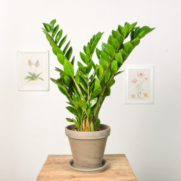 Zamiokulkas | Zamioculcas zamiifolia