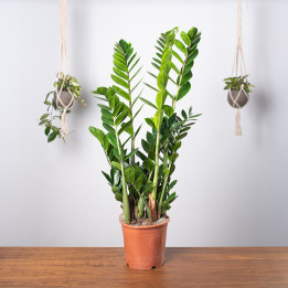 Zamiokulkas | Duży | Zamioculcas zamiifolia