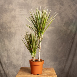 Dracena 'Bicolor' | Tomaszewski