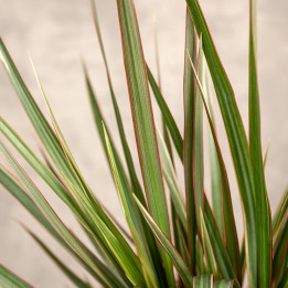 Dracena 'Bicolor' | Tomaszewski
