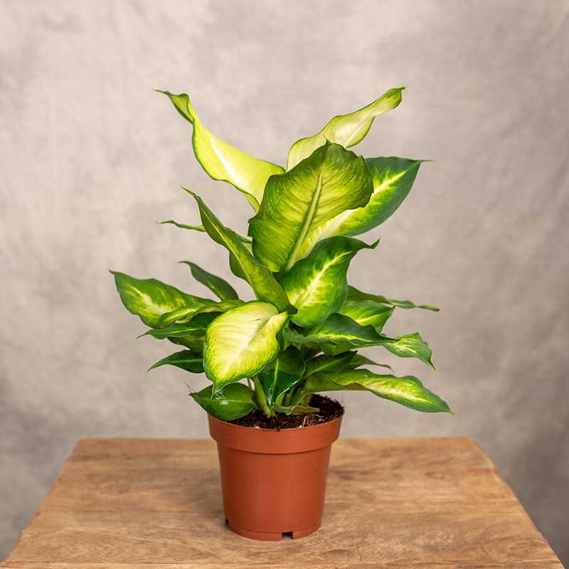 Difenbachia 'Summer Style'...