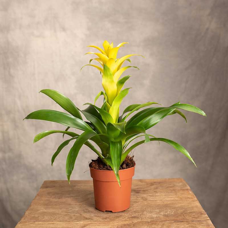 Guzmania 'Desire'