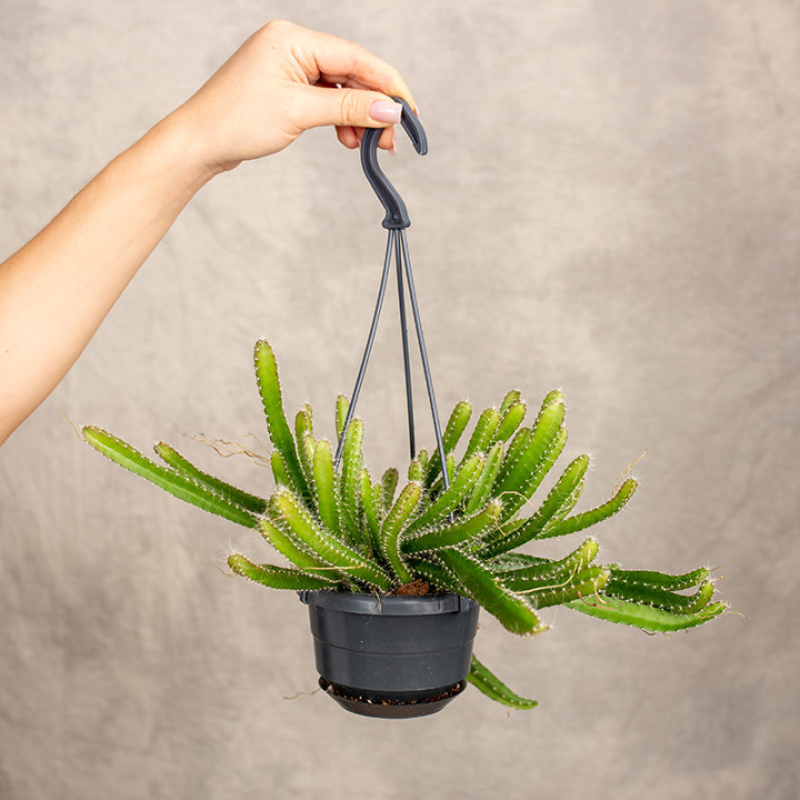 Hylocereus undatus Pitaja | Tomaszewski