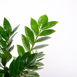 Zamiokulkas | Zamioculcas zamiifolia