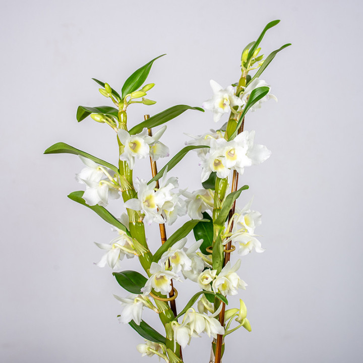 Dendrobium 'Star Class Apollo' | Tomaszewski