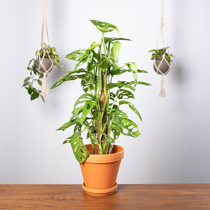 Monstera 'Monkey Mask' | Tomaszewski