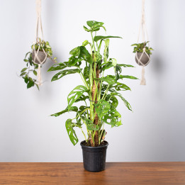 Monstera 'Monkey Mask' | Tomaszewski
