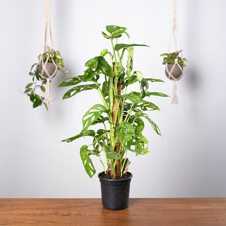 Monstera 'Monkey Mask' | Tomaszewski