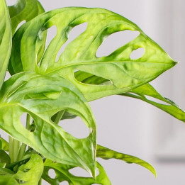 Monstera 'Monkey Mask' | Tomaszewski