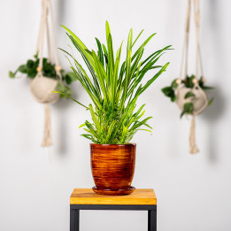 Pachypodium lamerei | Tomaszewski