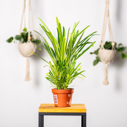 Pachypodium lamerei | Tomaszewski