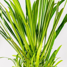 Pachypodium lamerei | Tomaszewski