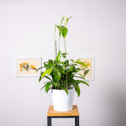 Dracena 'Aurea' | Tomaszewski