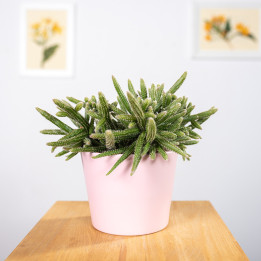 Rhipsalis 'Horrida' | Tomaszewski