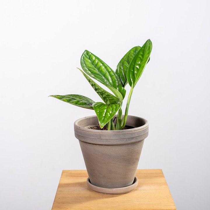 Epipremnum 'Marble Planet' | Tomaszewski