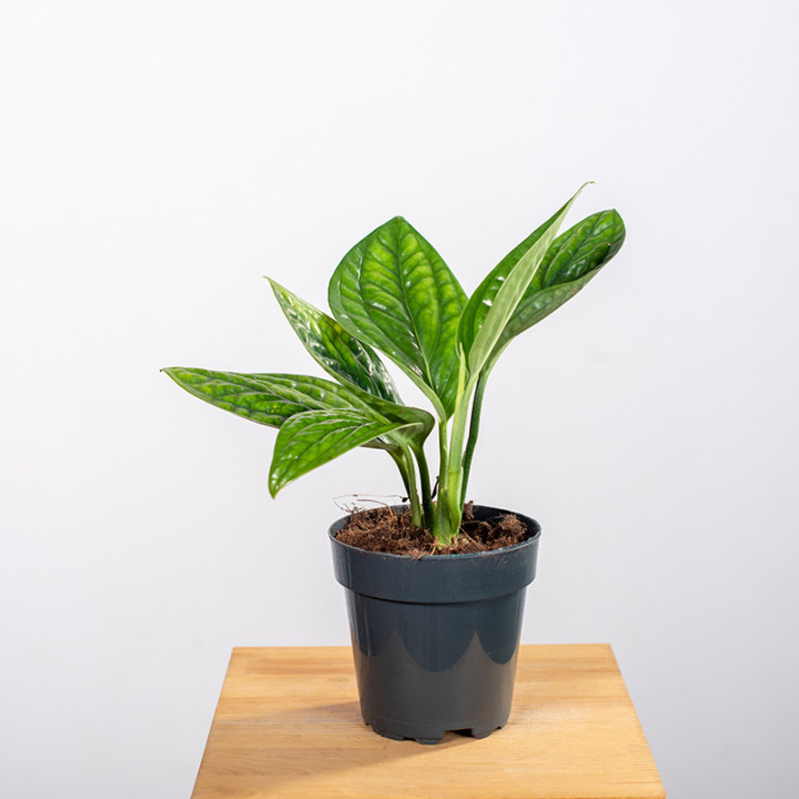 Epipremnum 'Marble Planet' | Tomaszewski