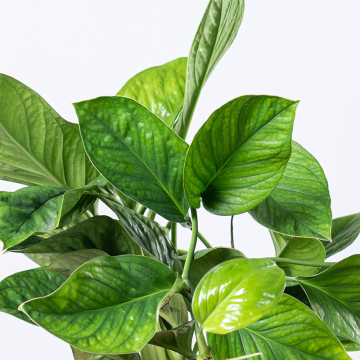 Epipremnum 'Marble Planet' | Tomaszewski
