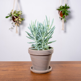Senecio 'Mount Everest' | Tomaszewski