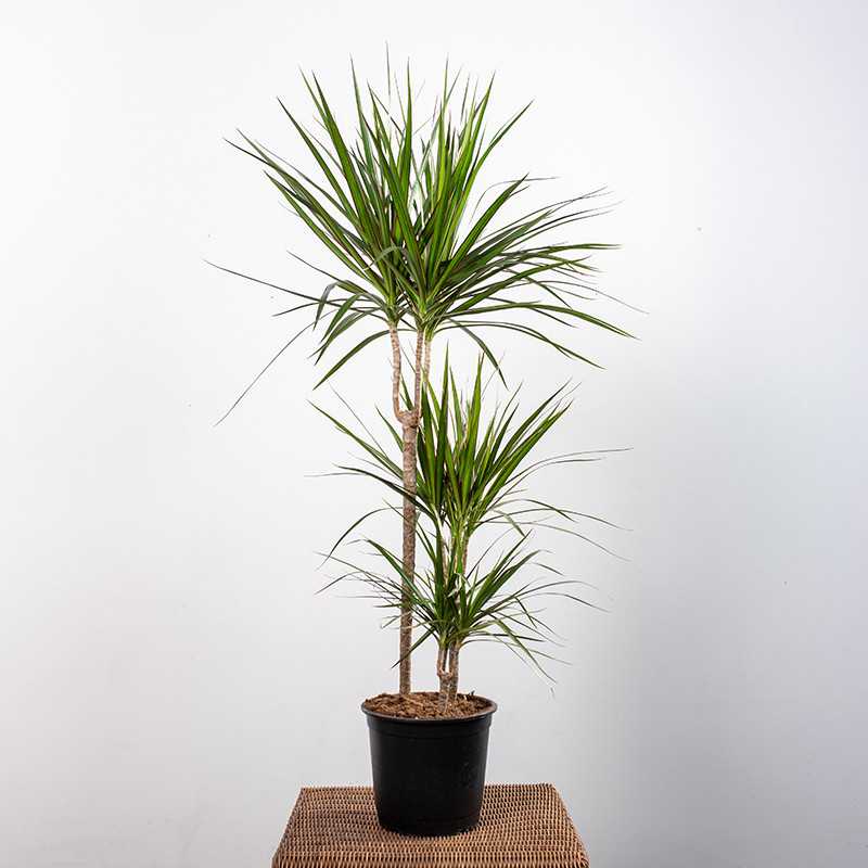 Dracena 'Green' | 3 Pędy