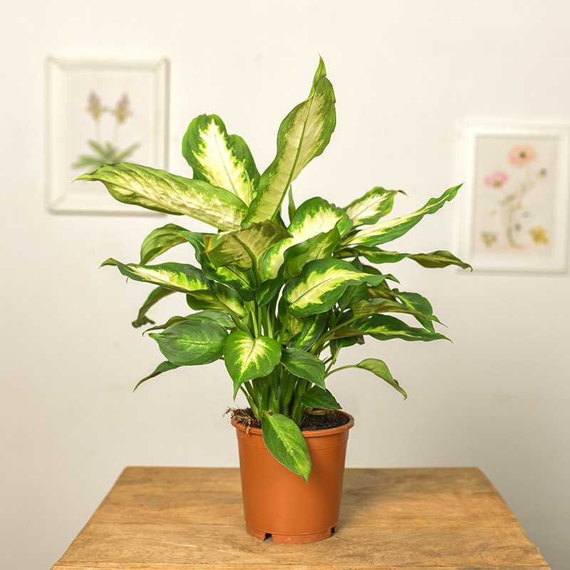 Difenbachia 'Camilla'