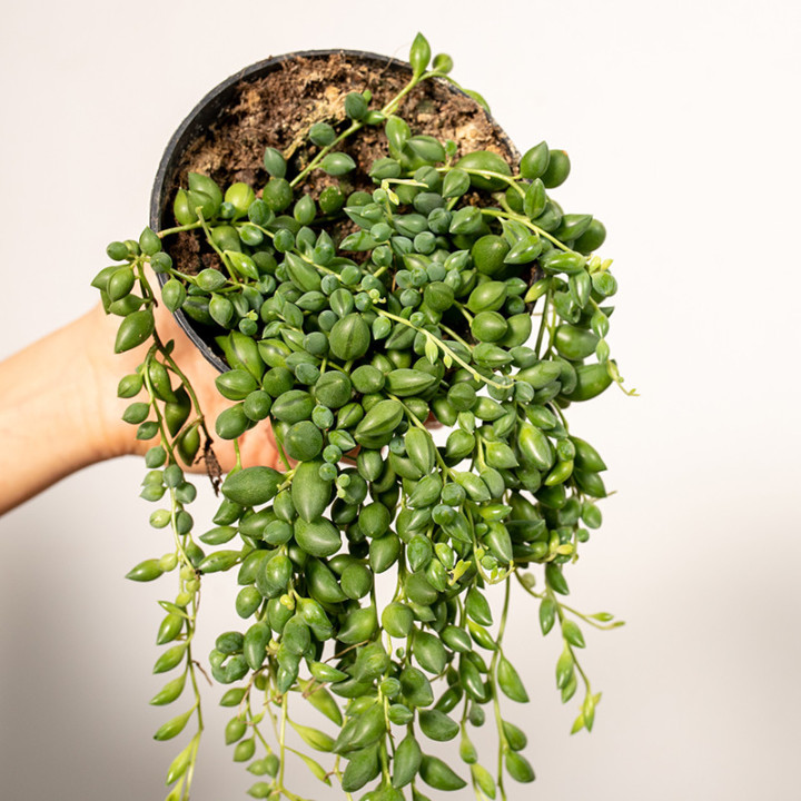 Senecio herreianus